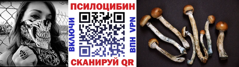 Купить закладки  Павловск  Псилоцибиновые грибы Psilocybe 